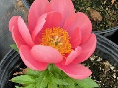 A single peony from Dussel's