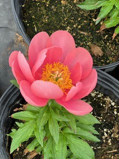 A single peony from Dussel's